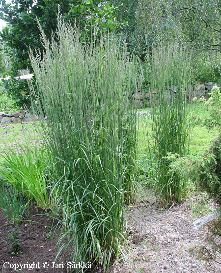 Calamagrostis x acutiflora 'Karl Foerster', koristekastikka